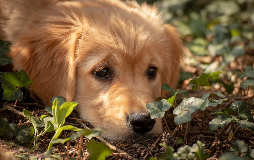 猫ではなく犬を飼って幸せ・愛情ホルモンを出しましょう