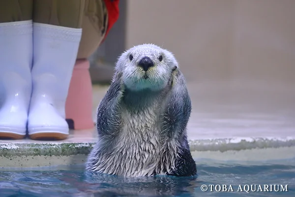 【子供と行きたい場所】マリンワールド海の中道と鳥羽水族館に行きましょう