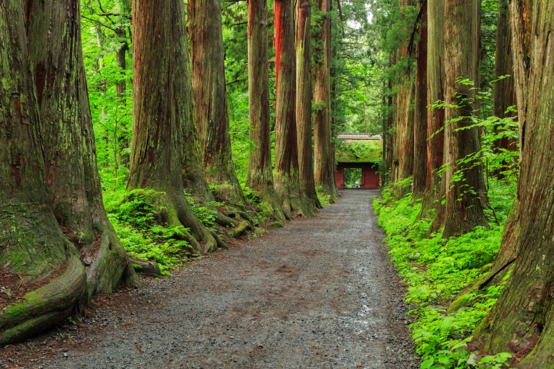 奥社神社の参道